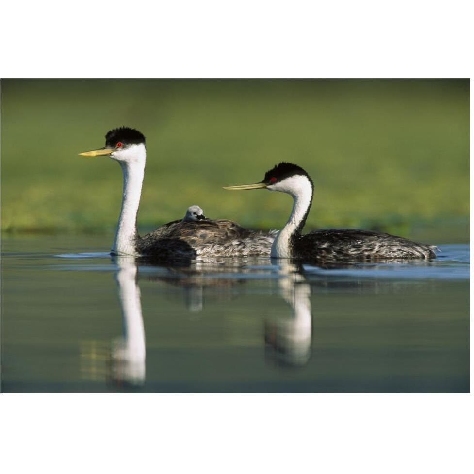 Western Grebe couple with one parent carrying chick on its back, New Mexico-Paper Art-62&quotx42"