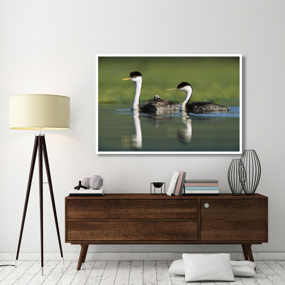 Western Grebe couple with one parent carrying chick on its back, New Mexico-Paper Art-62&quotx42"