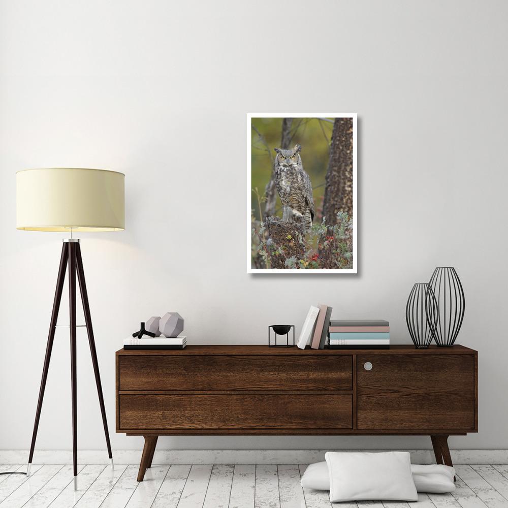 Great Horned Owl in its pale form perching on snag, British Columbia, Canada-Paper Art-26&quotx38"