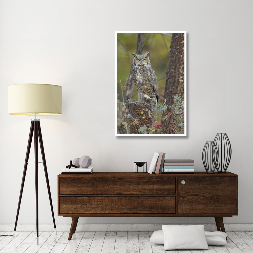 Great Horned Owl in its pale form perching on snag, British Columbia, Canada-Paper Art-34&quotx50"