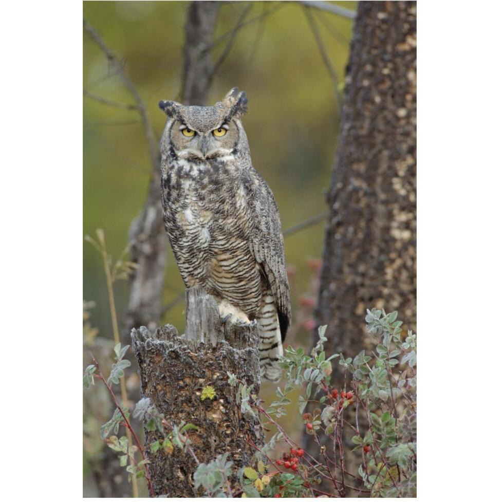 Great Horned Owl in its pale form perching on snag, British Columbia, Canada-Paper Art-42&quotx62"