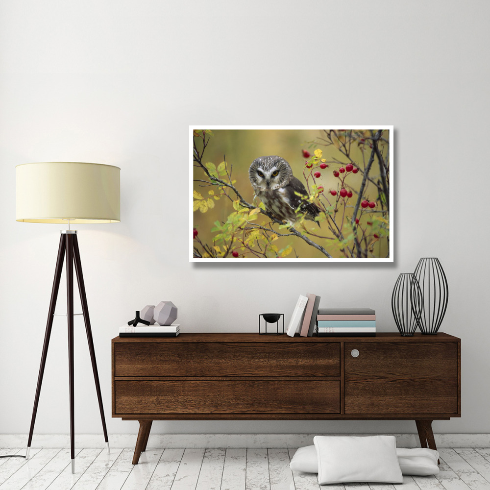 Northern Saw-whet Owl perching in a wild rose bush, British Columbia, Canada-Paper Art-50&quotx34"