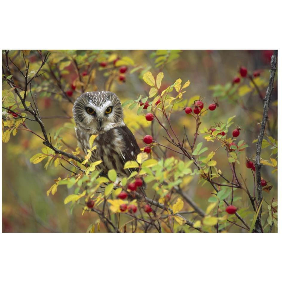 Northern Saw-whet Owl perching in a wild rose bush, British Columbia, Canada-Paper Art-26&quotx18"
