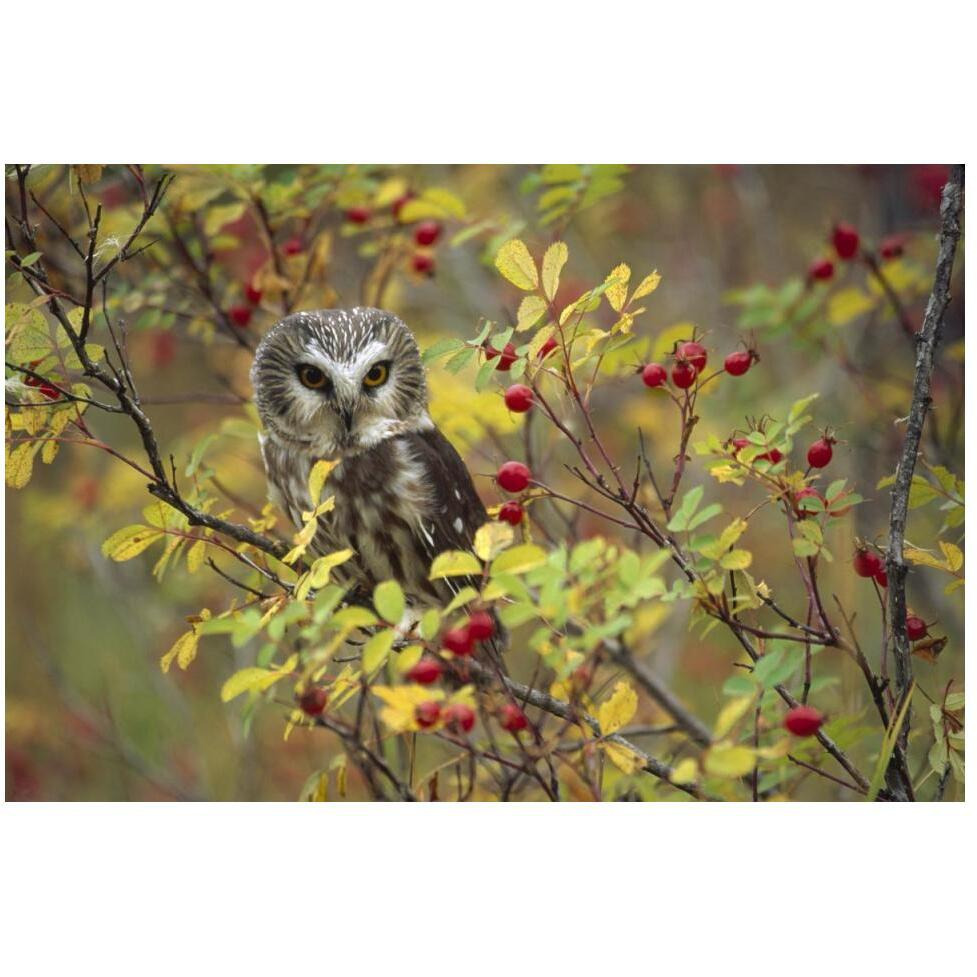 Northern Saw-whet Owl perching in a wild rose bush, British Columbia, Canada-Paper Art-50&quotx34"