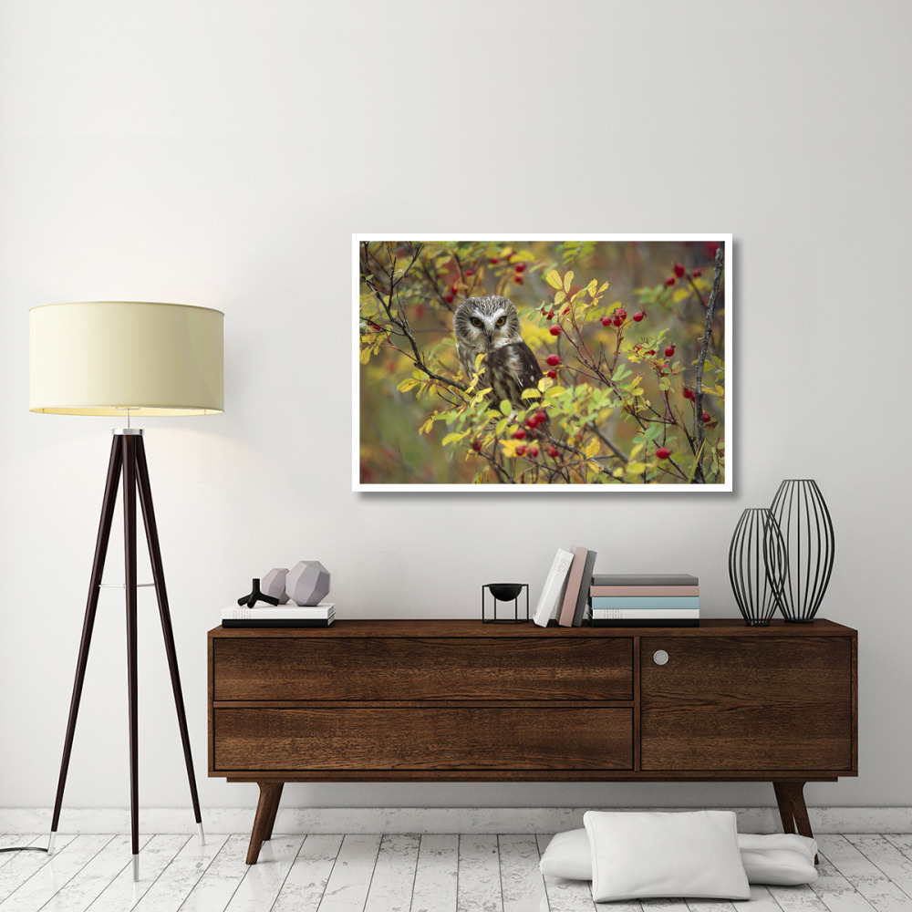 Northern Saw-whet Owl perching in a wild rose bush, British Columbia, Canada-Paper Art-50&quotx34"