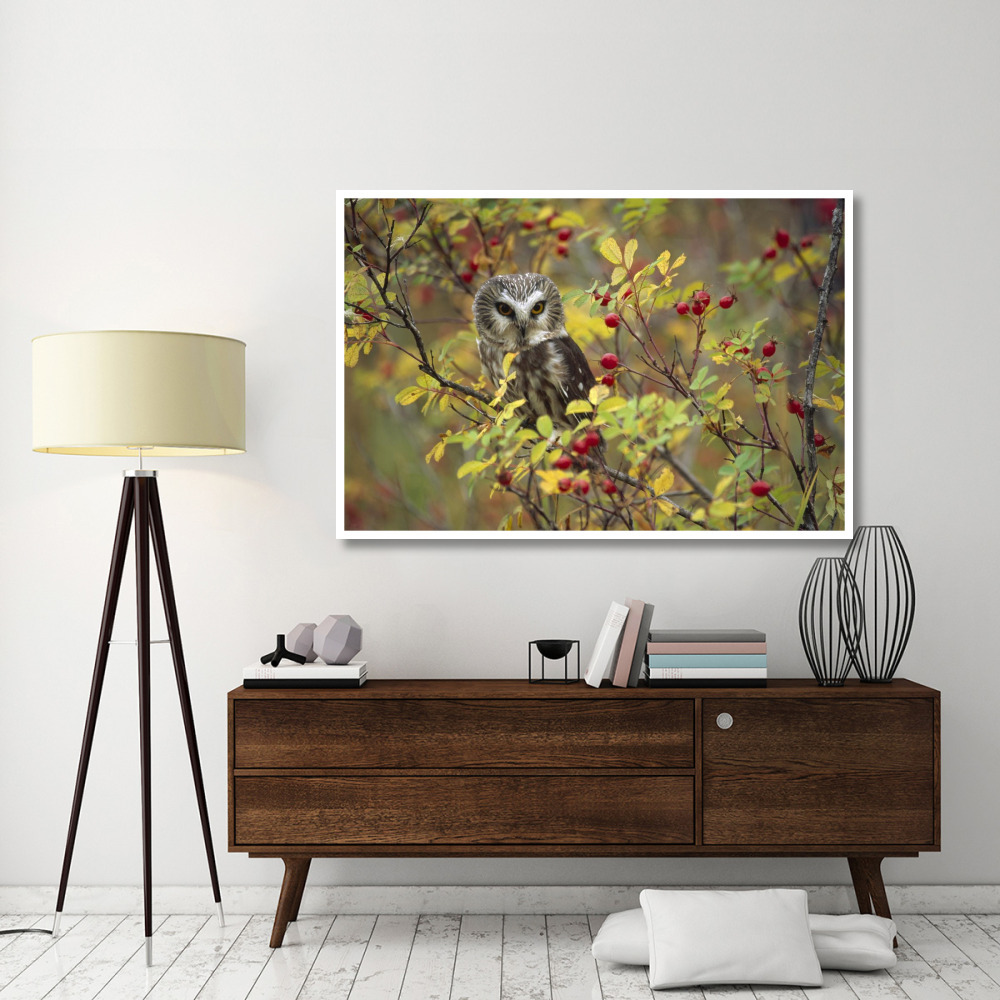 Northern Saw-whet Owl perching in a wild rose bush, British Columbia, Canada-Paper Art-62&quotx42"