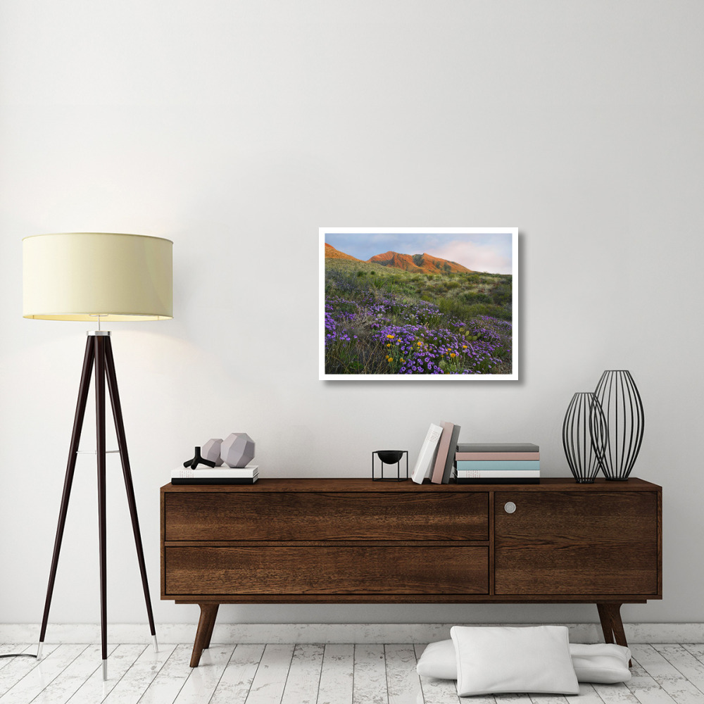 Herb of the Cross at Franklin Mountains State Park, Chihuahuan Desert, Texas-Paper Art-34&quotx26"