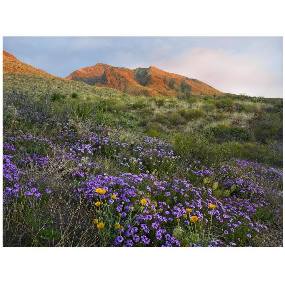 Herb of the Cross at Franklin Mountains State Park, Chihuahuan Desert, Texas-Paper Art-42&quotx32"