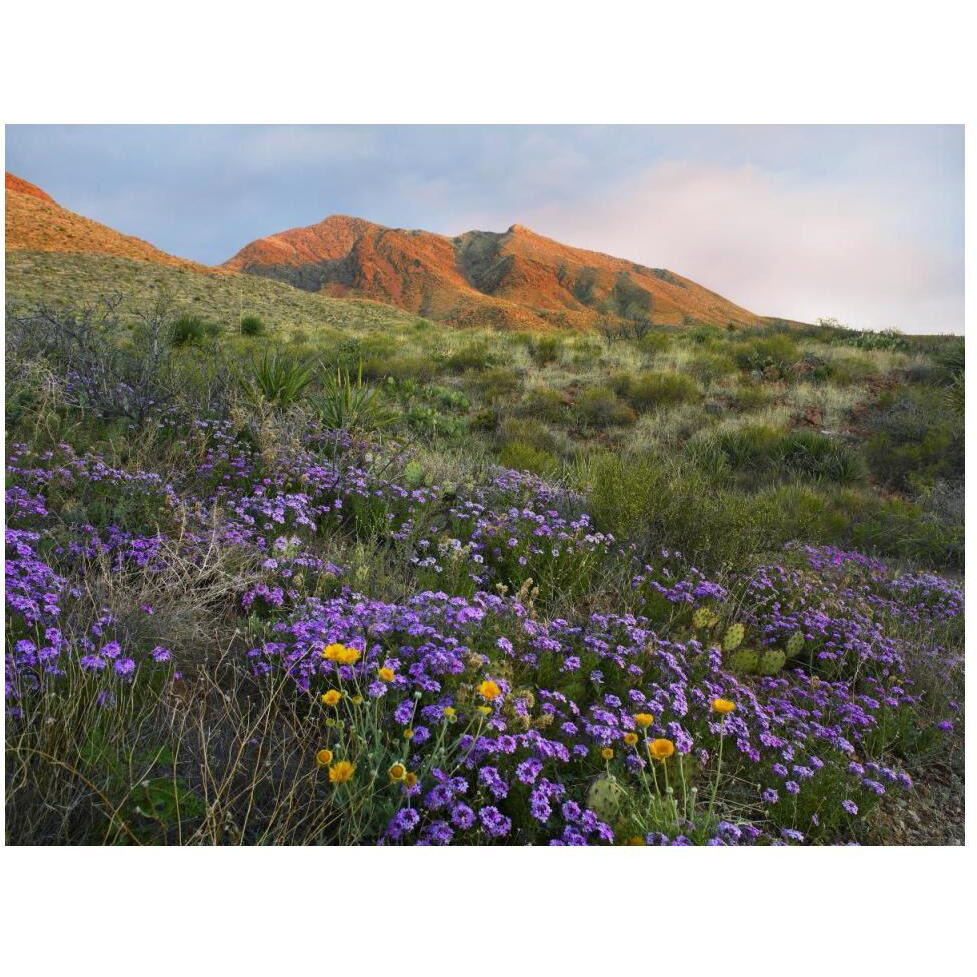 Herb of the Cross at Franklin Mountains State Park, Chihuahuan Desert, Texas-Paper Art-50&quotx38"