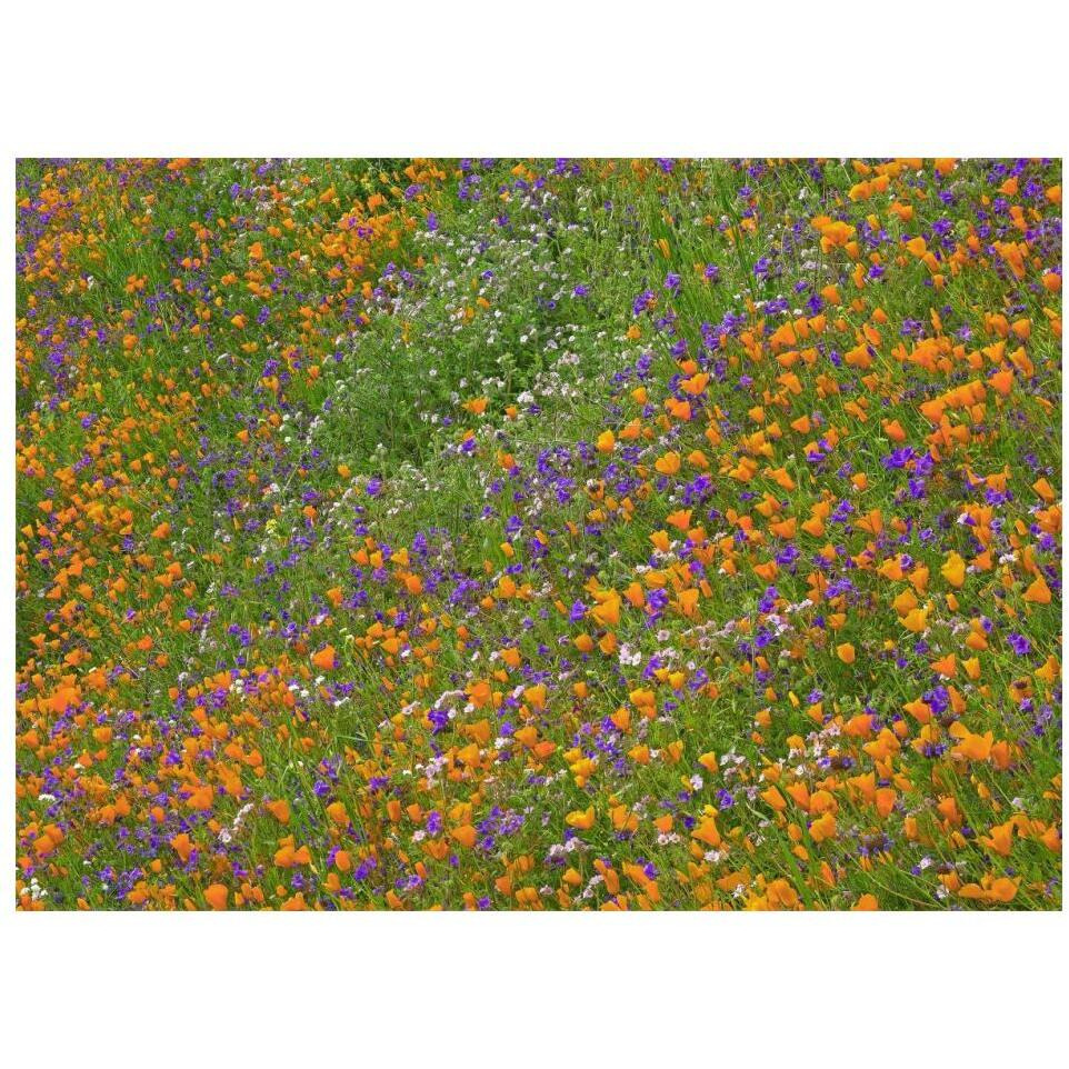 California Poppy and Desert Bluebell carpeting a spring hillside, California-Paper Art-18&quotx14"