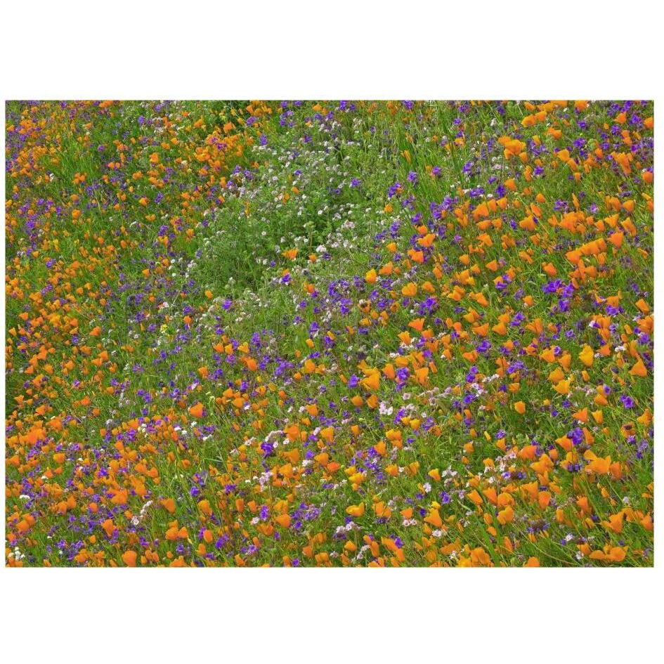 California Poppy and Desert Bluebell carpeting a spring hillside, California-Paper Art-26&quotx20"
