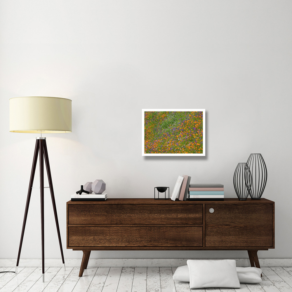 California Poppy and Desert Bluebell carpeting a spring hillside, California-Paper Art-26&quotx20"