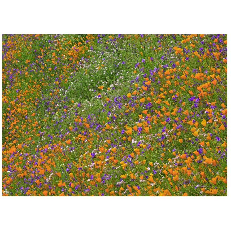 California Poppy and Desert Bluebell carpeting a spring hillside, California-Paper Art-42&quotx32"