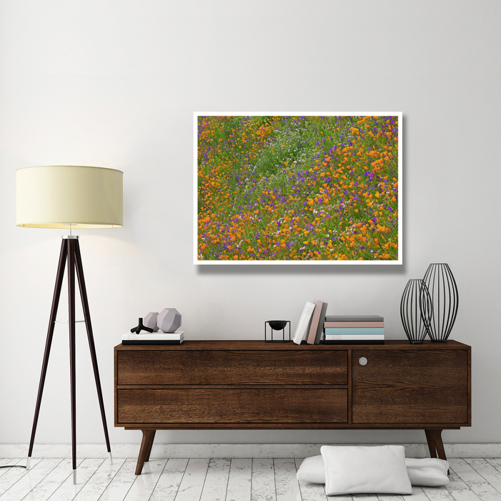 California Poppy and Desert Bluebell carpeting a spring hillside, California-Paper Art-50&quotx38"