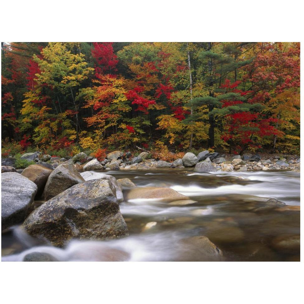 Wild river in eastern hardwood forest, White Mountains National Forest, Maine-Paper Art-50&quotx38"
