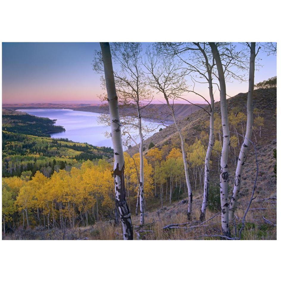 Aspen forest overlooking Fremont Lake, Bridger-Teton National Forest, Wyoming-Paper Art-26&quotx20"
