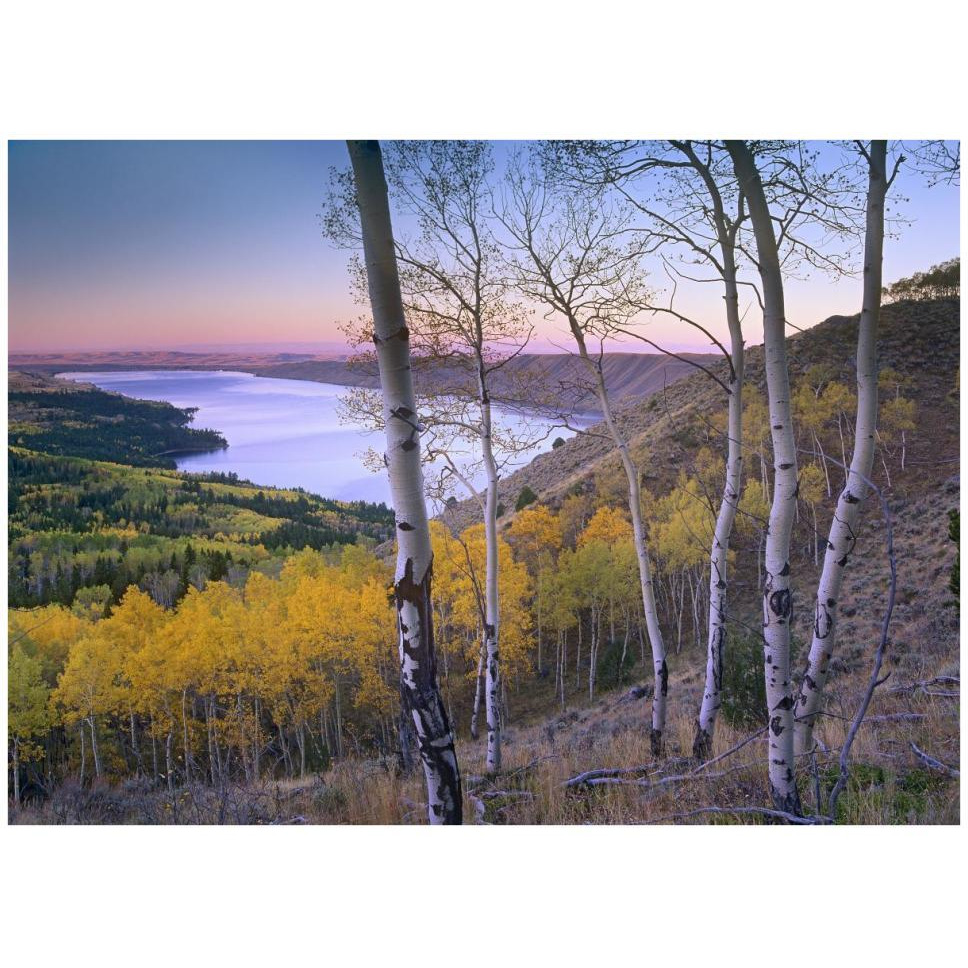 Aspen forest overlooking Fremont Lake, Bridger-Teton National Forest, Wyoming-Paper Art-42&quotx32"