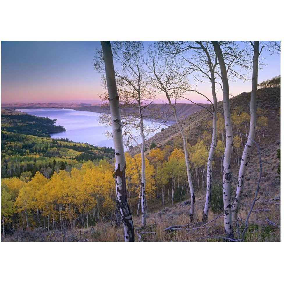 Aspen forest overlooking Fremont Lake, Bridger-Teton National Forest, Wyoming-Paper Art-50&quotx38"