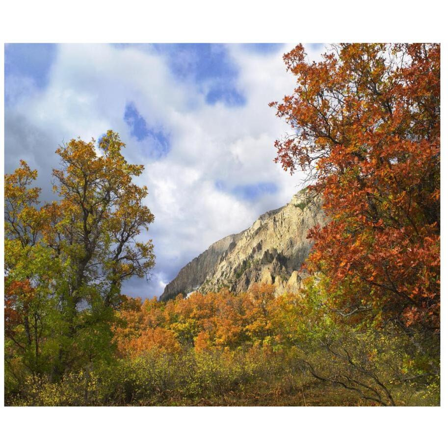 Trees and shrubs in autumn, Marcellina Mountain, Raggeds Wilderness, Colorado-Paper Art-18&quotx15.28"