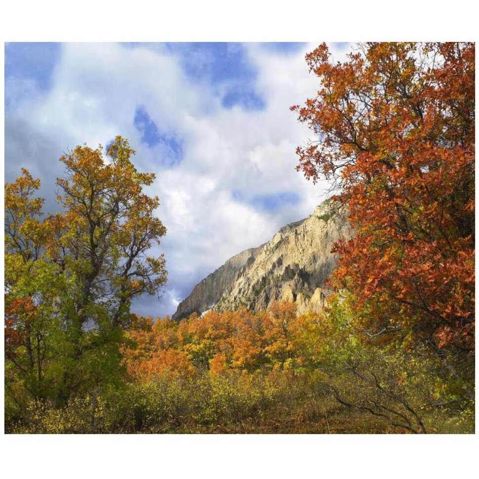 Trees and shrubs in autumn, Marcellina Mountain, Raggeds Wilderness, Colorado-Paper Art-42&quotx35.2"