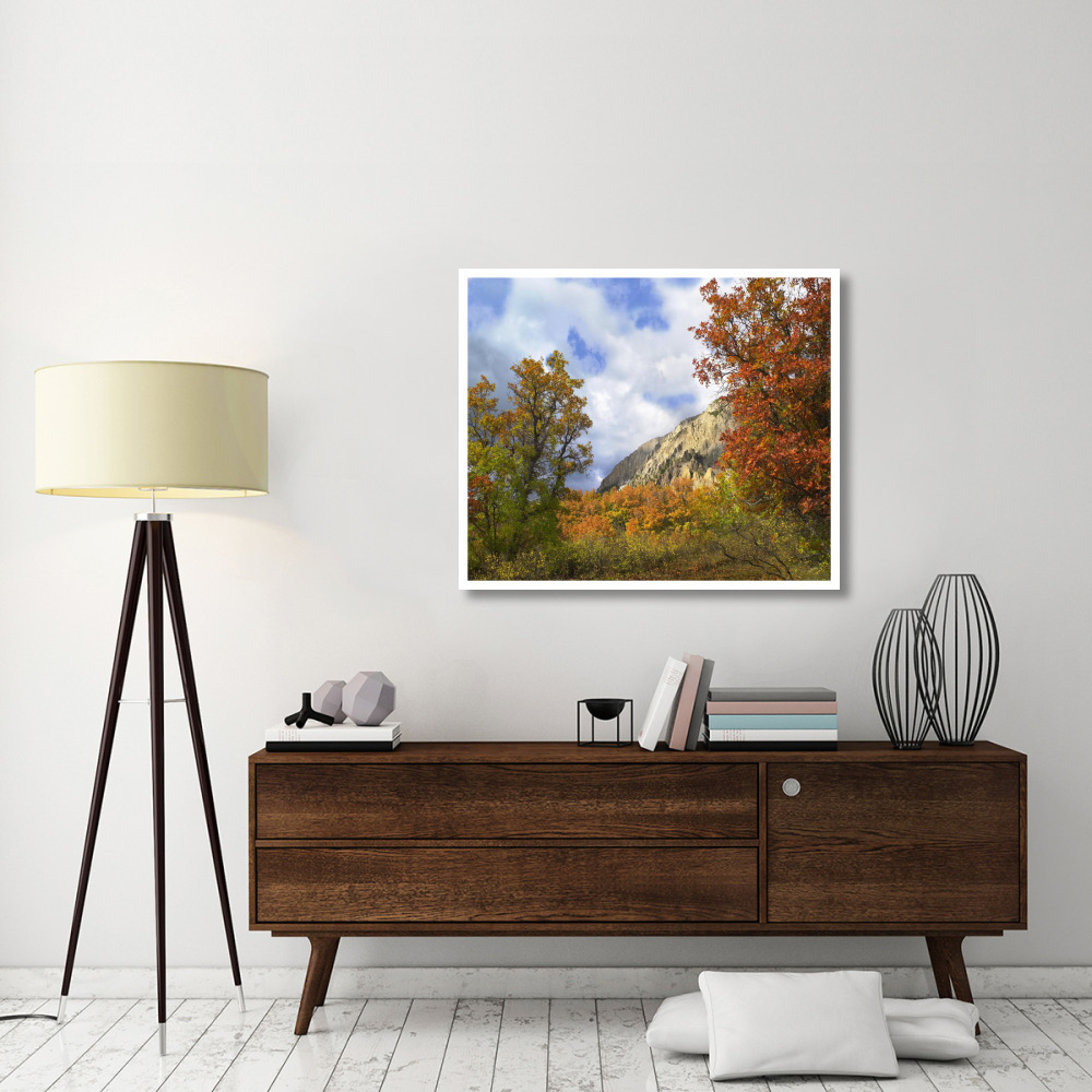 Trees and shrubs in autumn, Marcellina Mountain, Raggeds Wilderness, Colorado-Paper Art-42&quotx35.2"