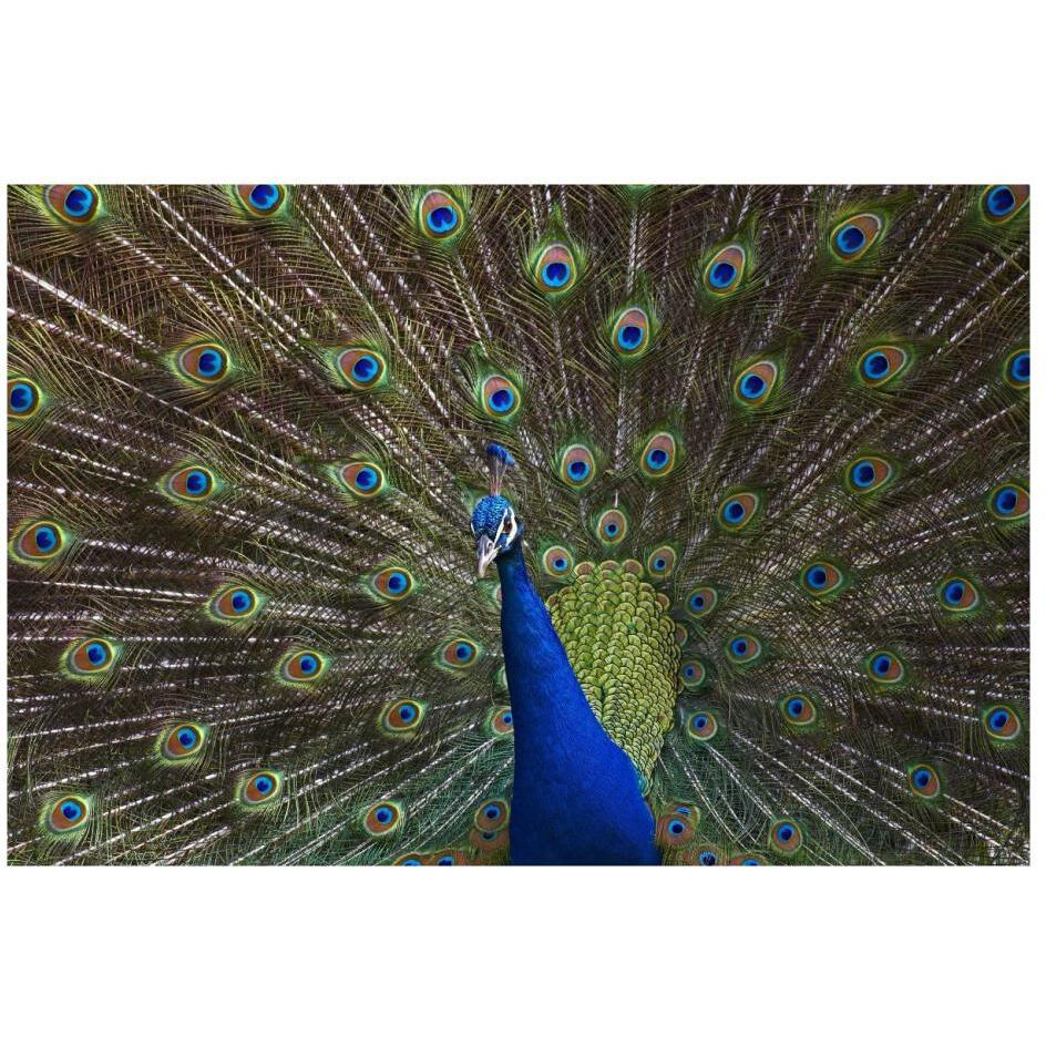 Indian Peafowl male with tail fanned out in courtship display, native to Asia-Paper Art-26&quotx18"