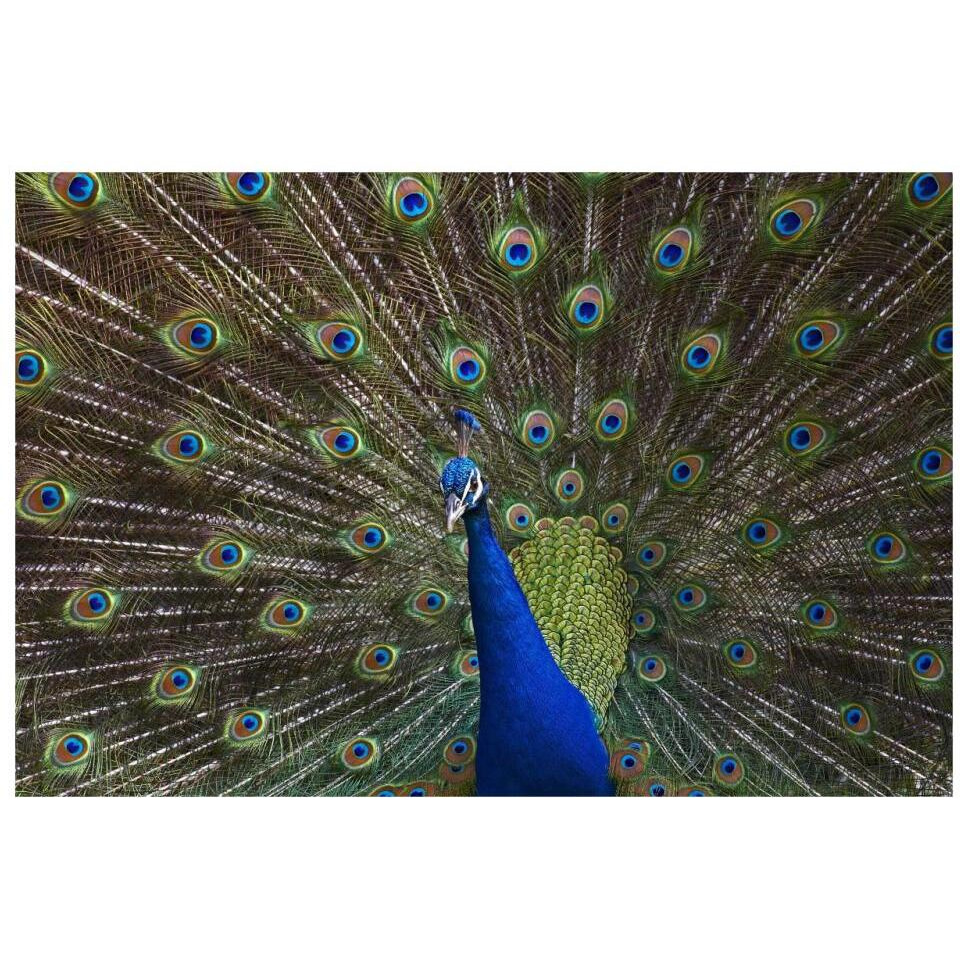 Indian Peafowl male with tail fanned out in courtship display, native to Asia-Paper Art-32&quotx22"