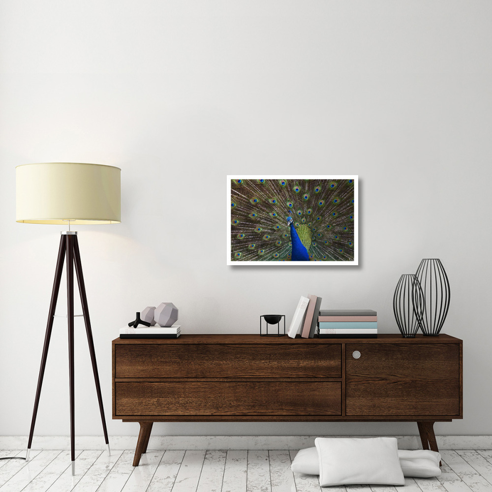 Indian Peafowl male with tail fanned out in courtship display, native to Asia-Paper Art-32&quotx22"