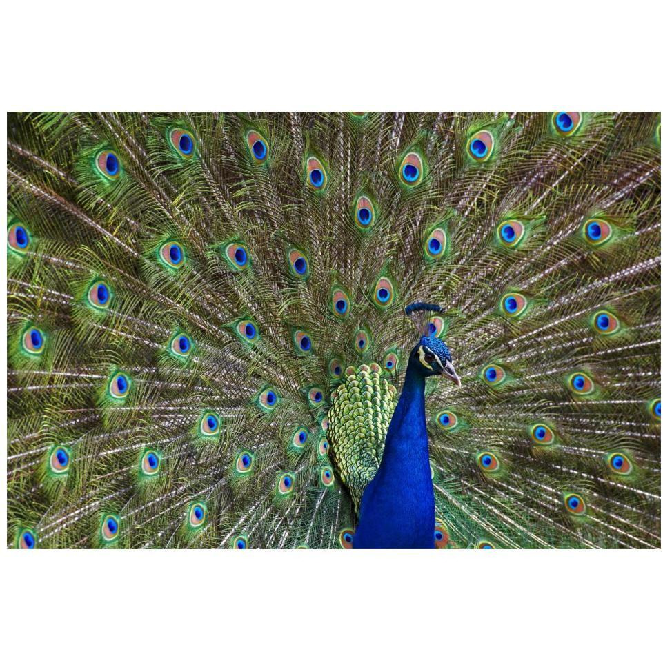 Indian Peafowl male with tail fanned out in courtship display, native to Asia-Paper Art-20&quotx14"