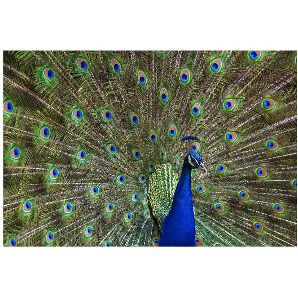 Indian Peafowl male with tail fanned out in courtship display, native to Asia-Paper Art-38&quotx26"