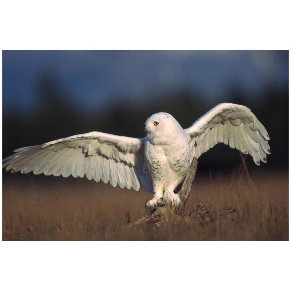 Snowy Owl adult balancing on a stump amid dry grass, British Columbia, Canada-Paper Art-32&quotx22"