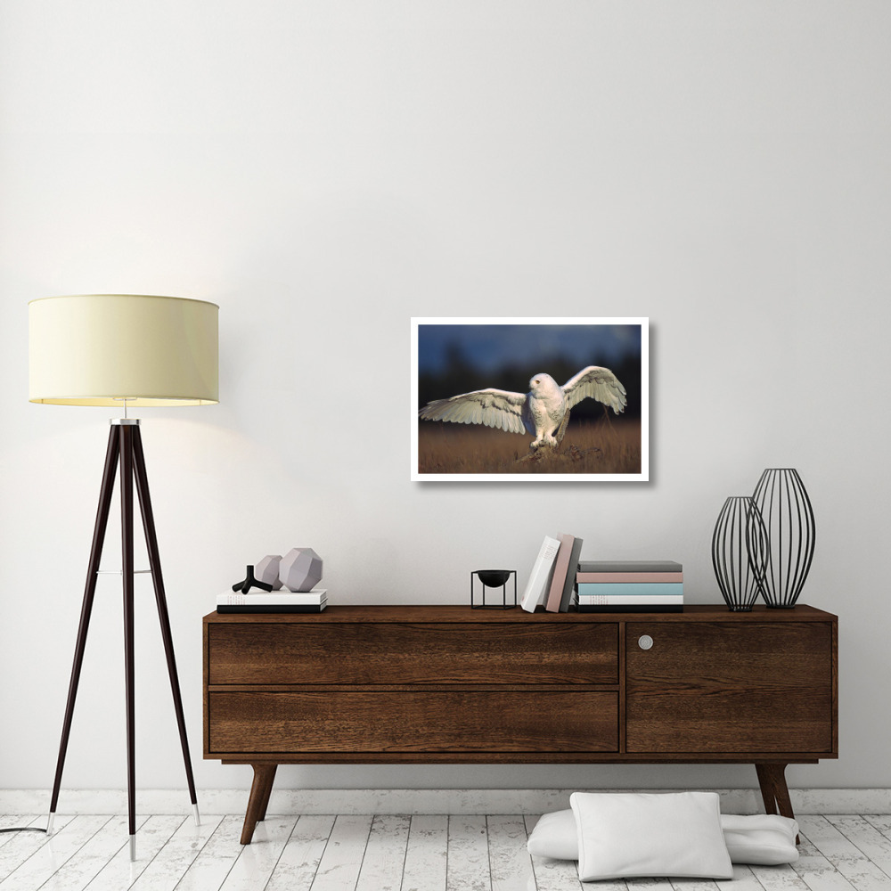 Snowy Owl adult balancing on a stump amid dry grass, British Columbia, Canada-Paper Art-32&quotx22"