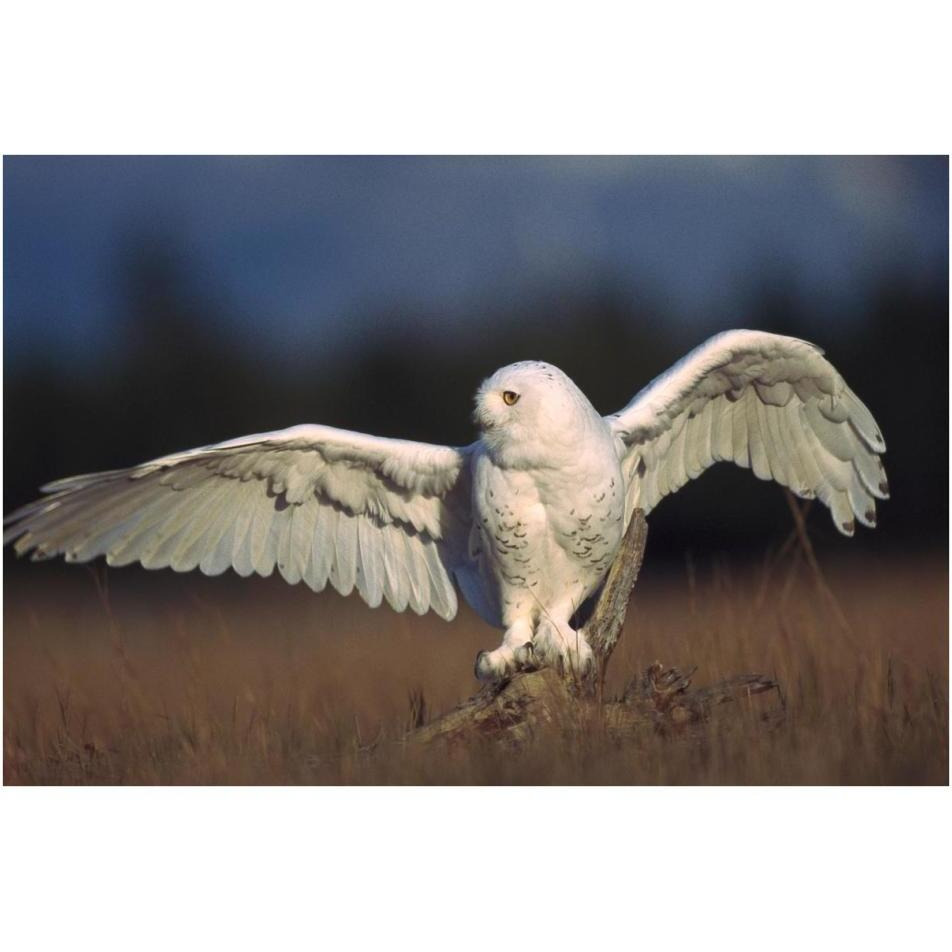 Snowy Owl adult balancing on a stump amid dry grass, British Columbia, Canada-Paper Art-38&quotx26"