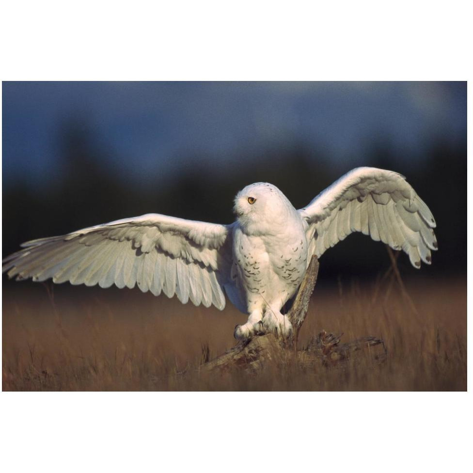 Snowy Owl adult balancing on a stump amid dry grass, British Columbia, Canada-Paper Art-50&quotx34"