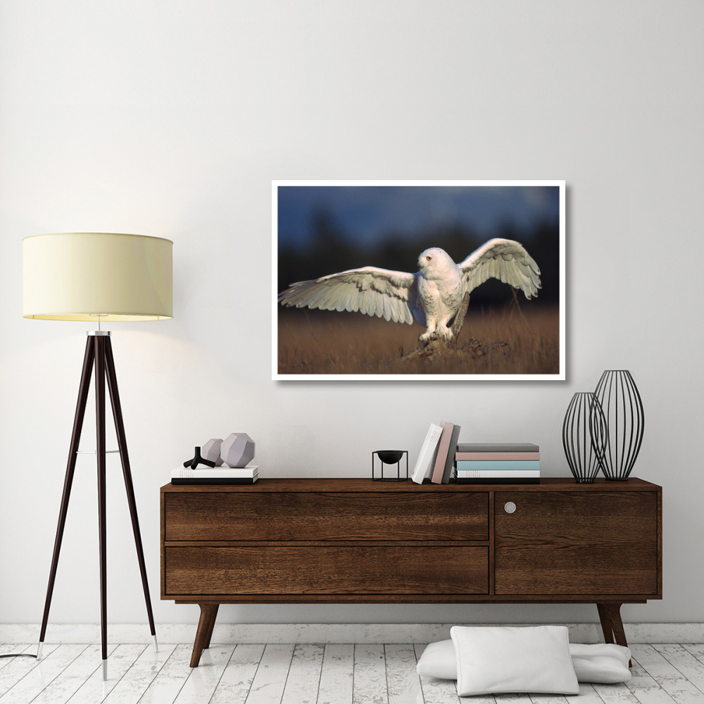 Snowy Owl adult balancing on a stump amid dry grass, British Columbia, Canada-Paper Art-50&quotx34"