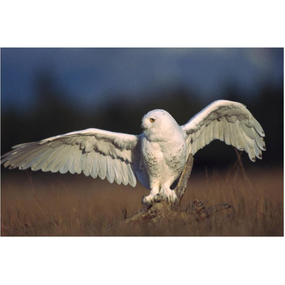 Snowy Owl adult balancing on a stump amid dry grass, British Columbia, Canada-Paper Art-62&quotx42"