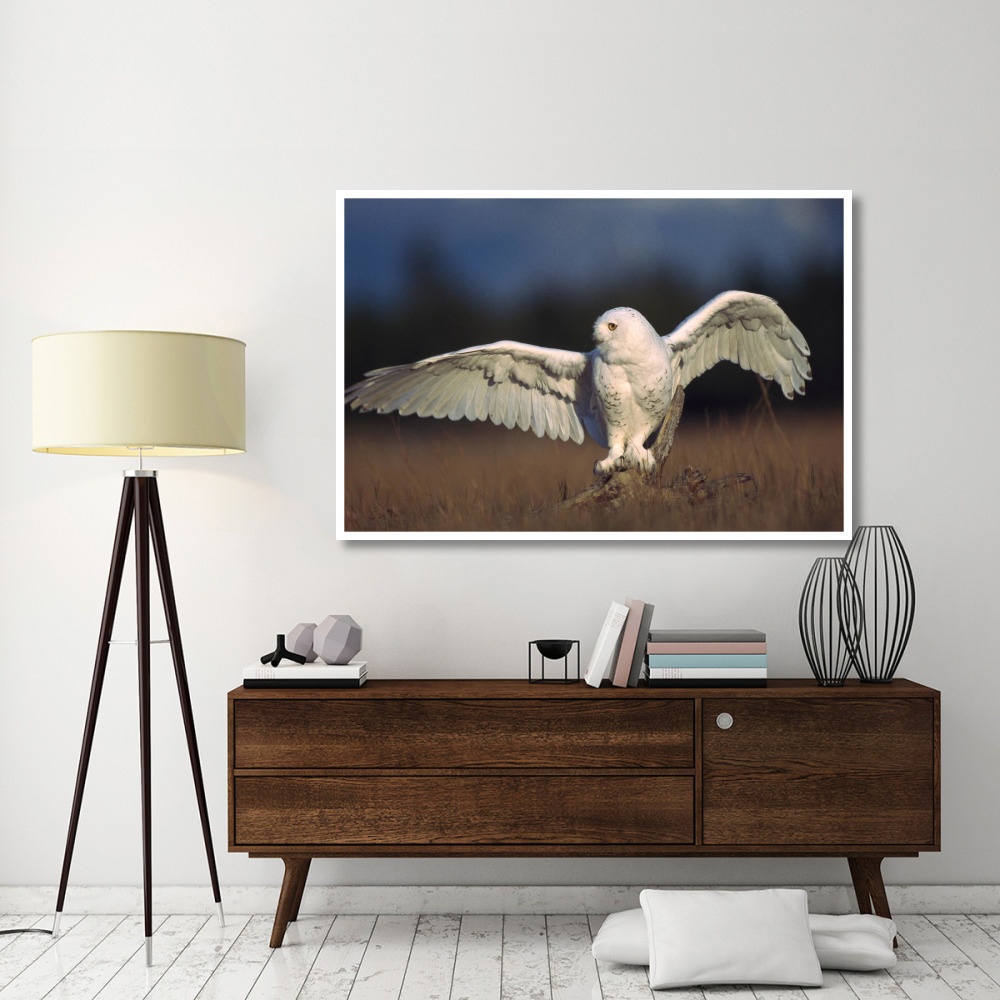 Snowy Owl adult balancing on a stump amid dry grass, British Columbia, Canada-Paper Art-62&quotx42"