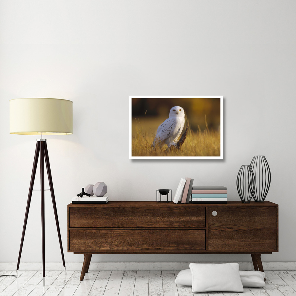 Snowy Owl adult amid dry grass, circumpolar species, British Columbia, Canada-Paper Art-38&quotx26"