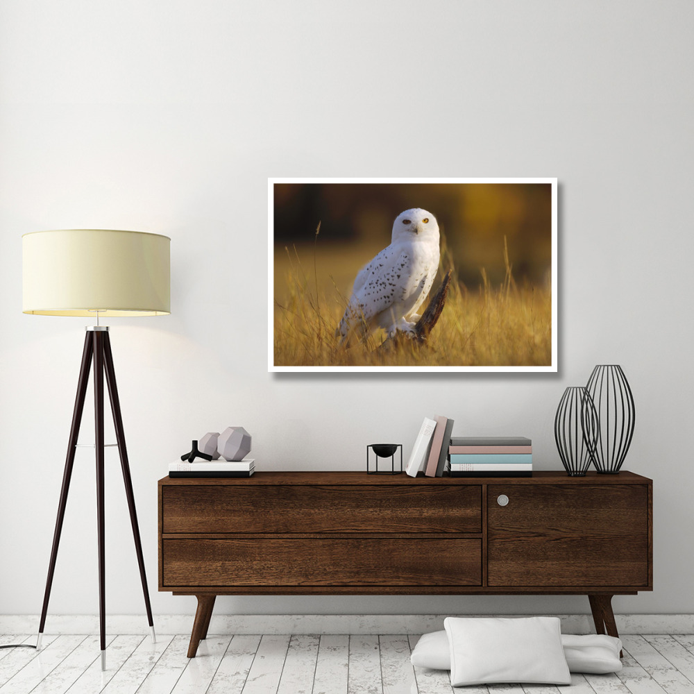 Snowy Owl adult amid dry grass, circumpolar species, British Columbia, Canada-Paper Art-50&quotx34"
