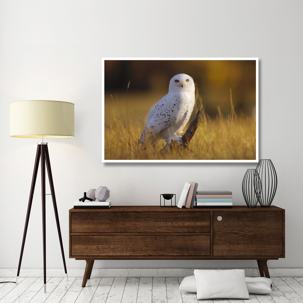 Snowy Owl adult amid dry grass, circumpolar species, British Columbia, Canada-Paper Art-62&quotx42"