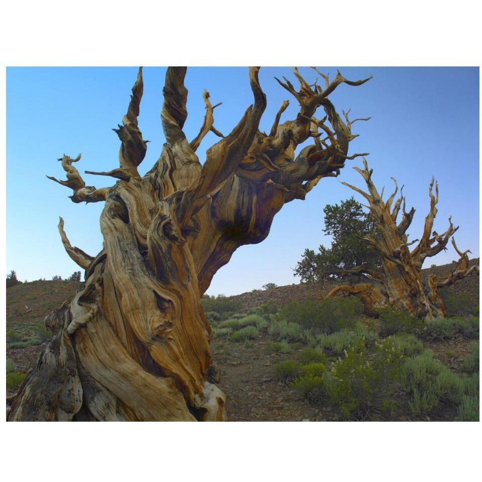 Foxtail Pine tree, ancient trees, Schulman Grove, White Mountains, California-Paper Art-18&quotx14"