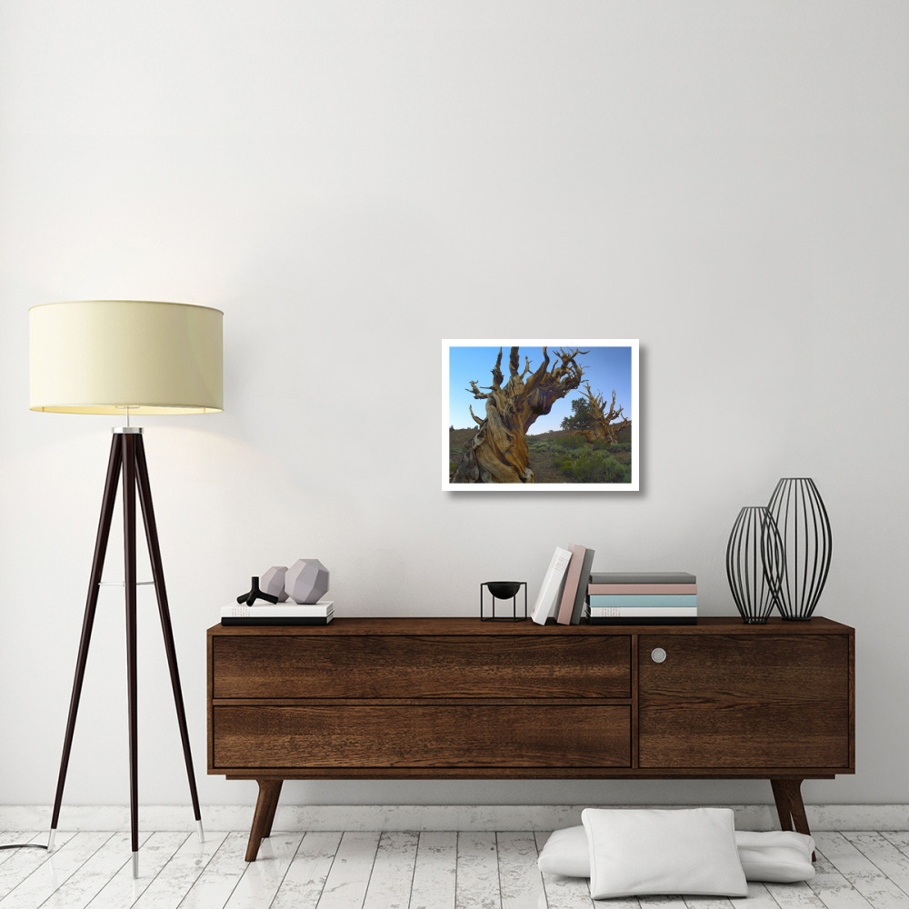 Foxtail Pine tree, ancient trees, Schulman Grove, White Mountains, California-Paper Art-26&quotx20"