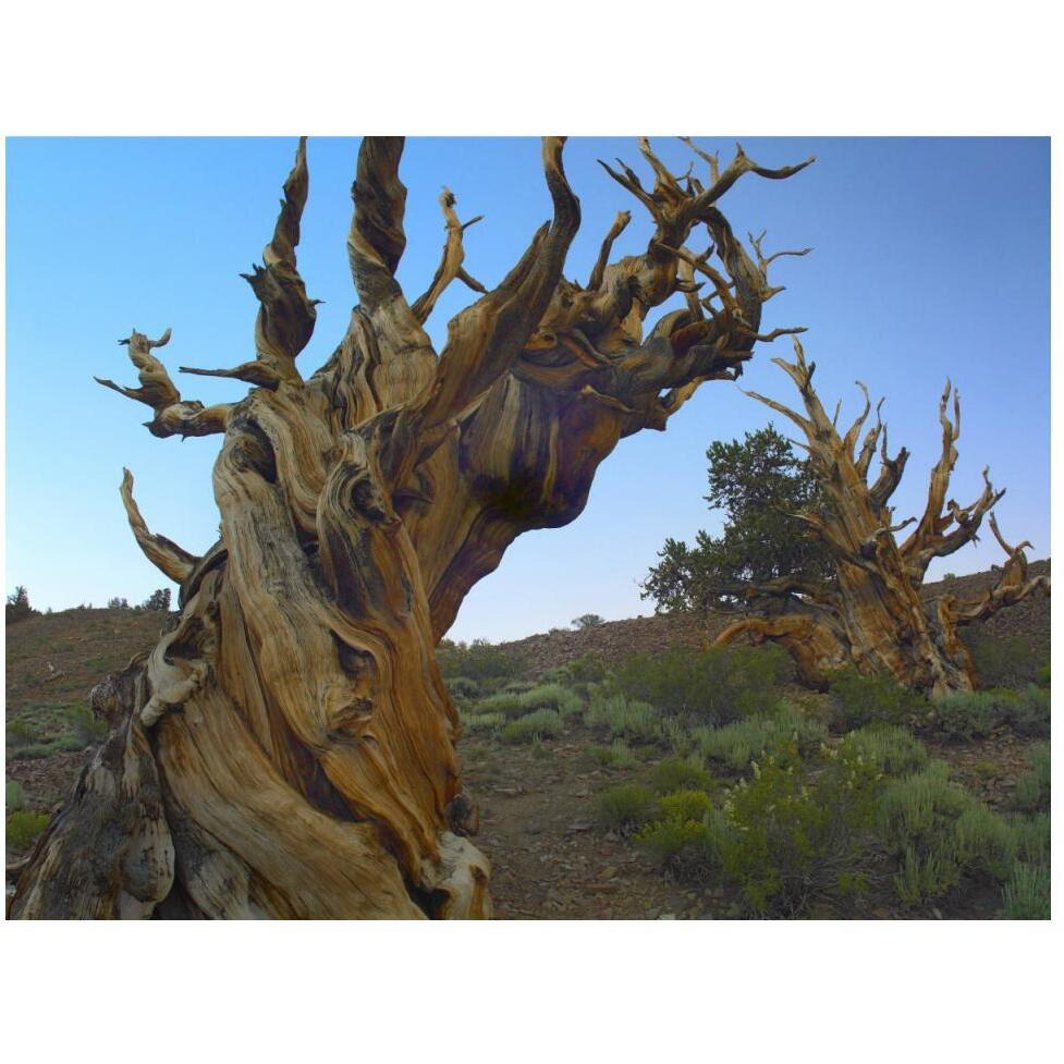 Foxtail Pine tree, ancient trees, Schulman Grove, White Mountains, California-Paper Art-50&quotx38"
