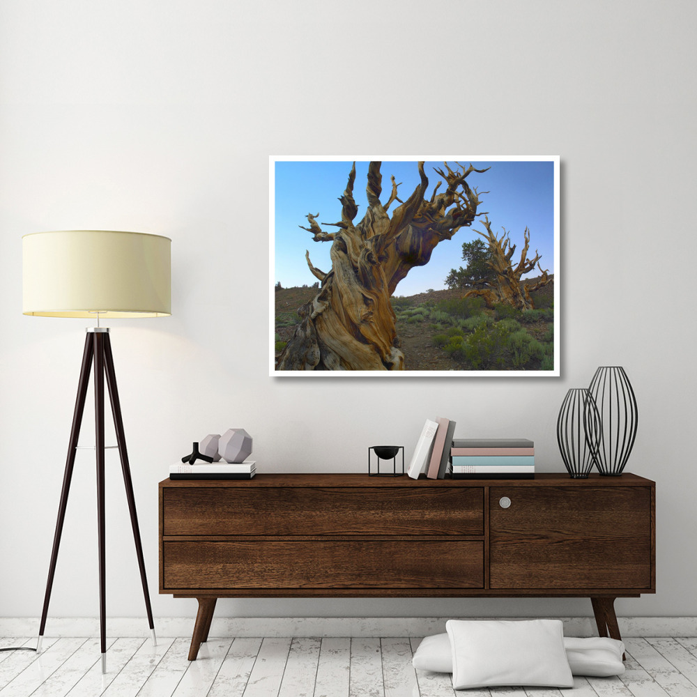 Foxtail Pine tree, ancient trees, Schulman Grove, White Mountains, California-Paper Art-50&quotx38"