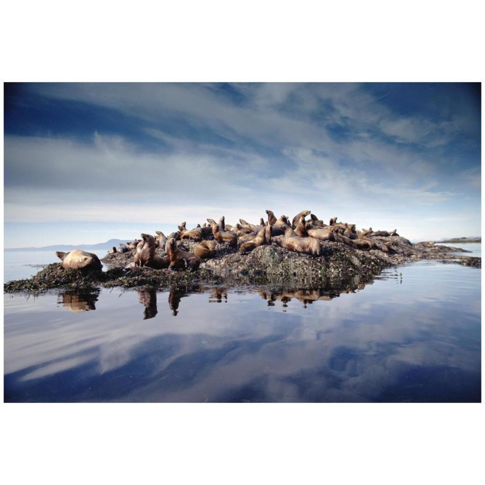 Steller's Sea Lion group hauled out on coastal rocks, Brothers Island, Alaska-Paper Art-32&quotx22"