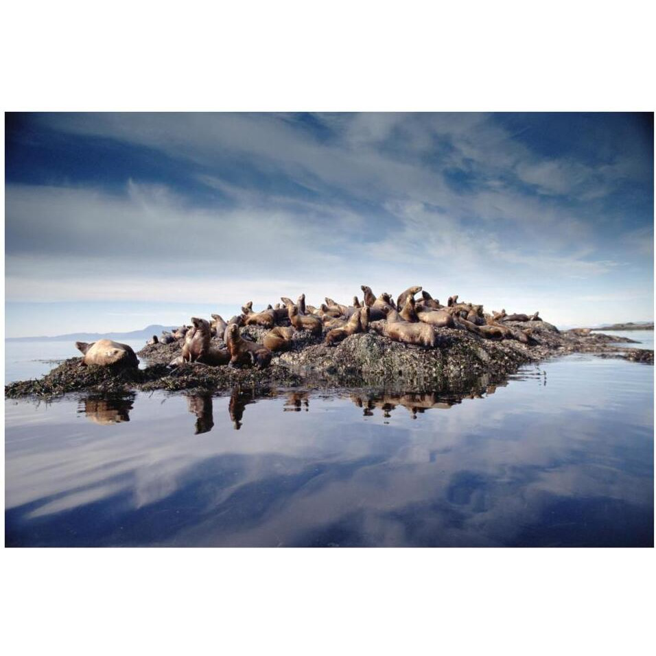 Steller's Sea Lion group hauled out on coastal rocks, Brothers Island, Alaska-Paper Art-38&quotx26"