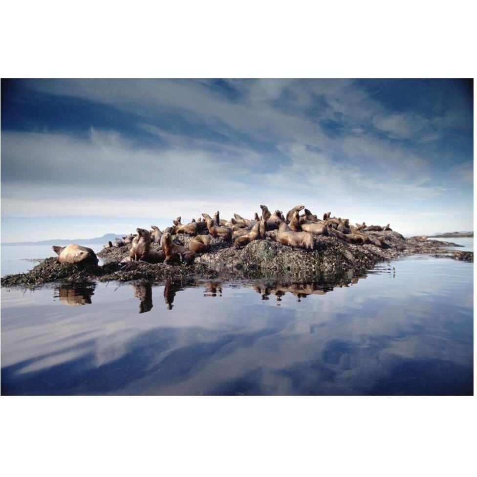 Steller's Sea Lion group hauled out on coastal rocks, Brothers Island, Alaska-Paper Art-62&quotx42"
