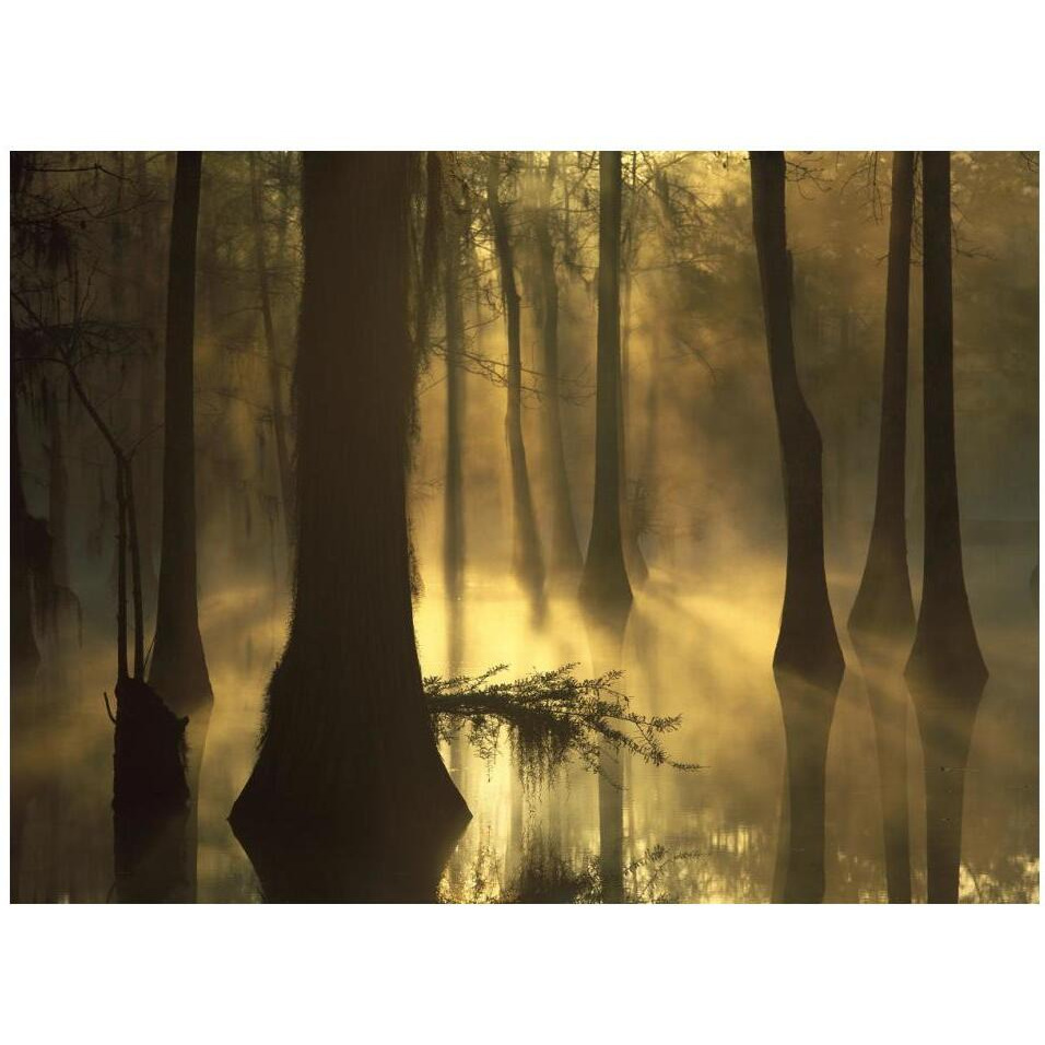 Bald Cypress grove in freshwater swamp at dawn, Lake Fausse Pointe, Louisiana-Paper Art-18&quotx14"