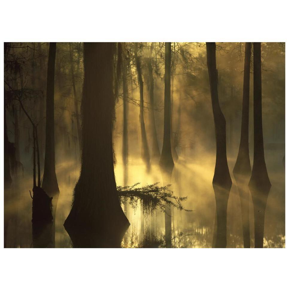Bald Cypress grove in freshwater swamp at dawn, Lake Fausse Pointe, Louisiana-Paper Art-34&quotx26"