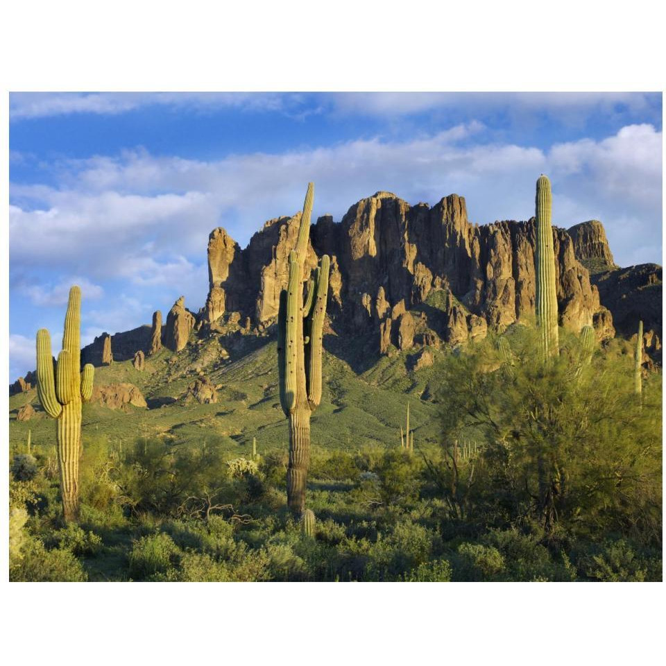 Saguaro cacti and Superstition Mountains at Lost Dutchman State Park, Arizona-Paper Art-18&quotx14"